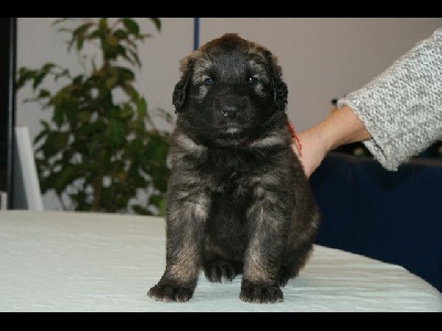 Des Plaines D'epona - Photos des chiots à 5 semaines