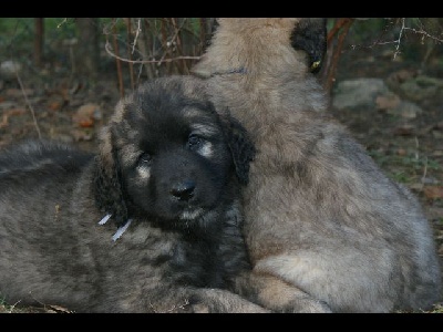 Des Plaines D'epona - Les nouvelles photos des chiots à 7 semaines sont sur le site