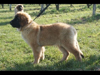 Des Plaines D'epona - Nouvelles photos des chiots à 4 mois