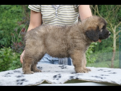 Des Plaines D'epona - Photos des chiots à 7 semaines