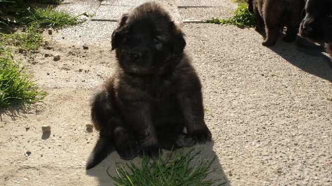 Des Plaines D'epona - Nouvelles photos des chiots à 1 mois