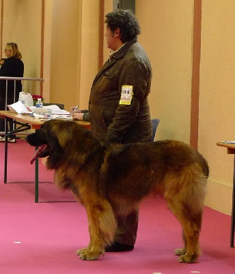 Des Plaines D'epona - Exposition Spéciale Leonberg de Valence