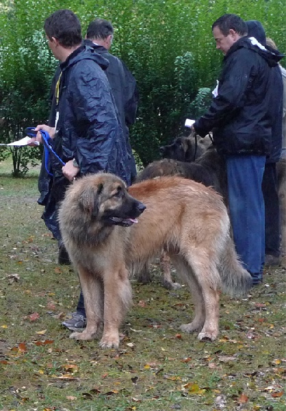 Figaro Des Plaines D'epona