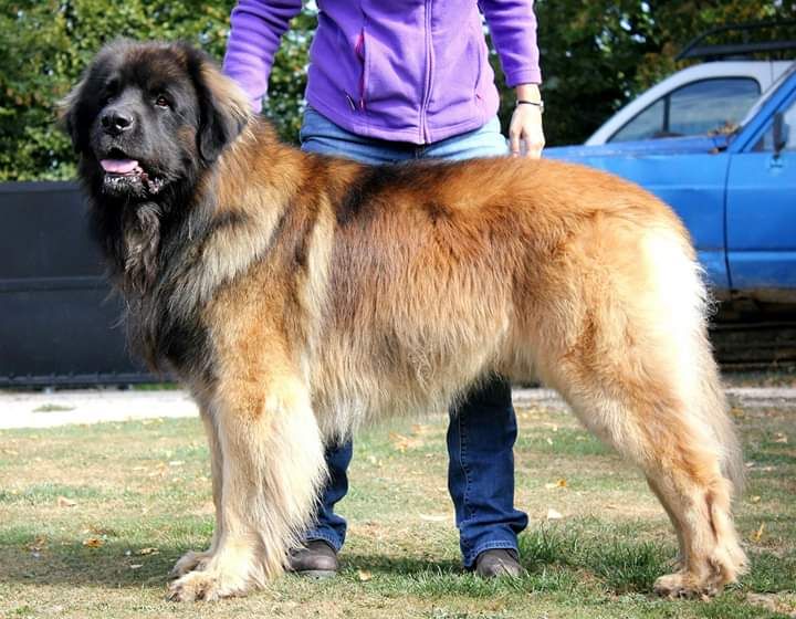 Lasco Des Plaines D'epona