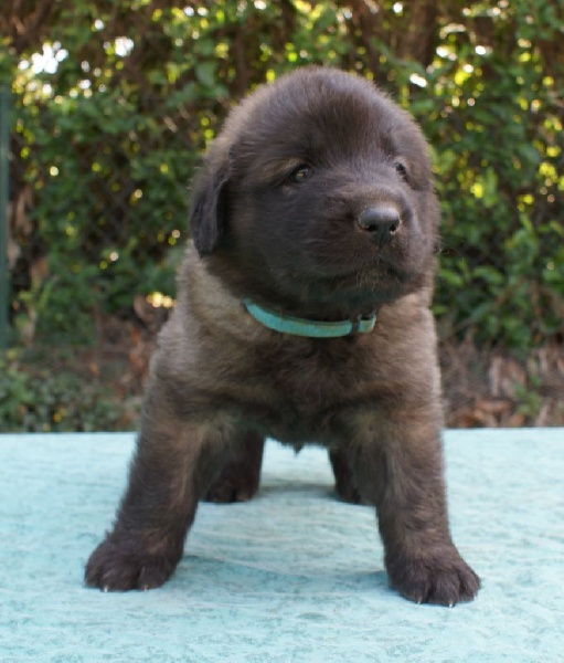 Bébés à 1 mois